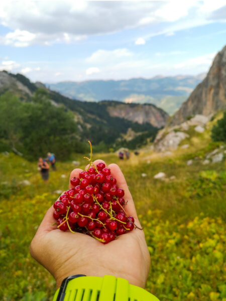 Eine Hand hält rote Ribisil, oder rote Johannesbeeren in die Kamera. Im Hintergrund sieht man einen Ausschnitt aus dem Bergland am Balkan.