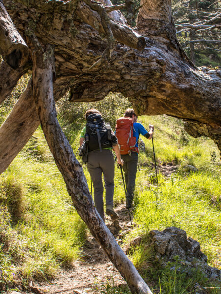 Zwei Personen folgen einem abenteuerlichen Wanderweg durch Südalbanien. Sie sind gerade unter einem umgeknickten Baum hindurch gegangen und folgen nun dem Weg auf ihrer Wanderreise durch das Balkanland.