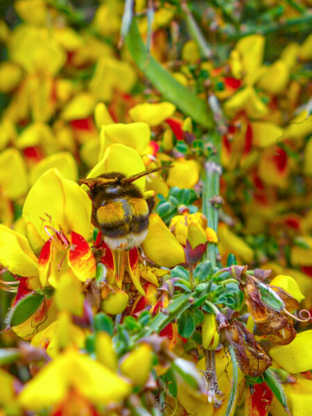 Ein Hummel sitzt in einer gelben Blüte einer Pflanze in Patagonien.