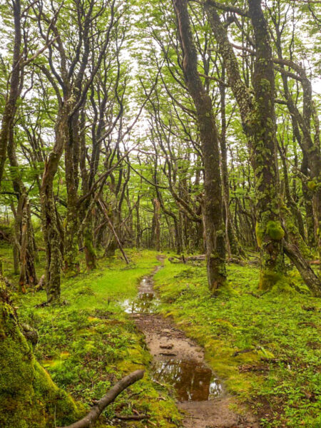 Man sieht einen Wanderweg, der durch einen Wald in Patagonien führt. Er wirkt kaum begangen und lädt zum Erkunden der Natur entlang der Wanderreise ein.