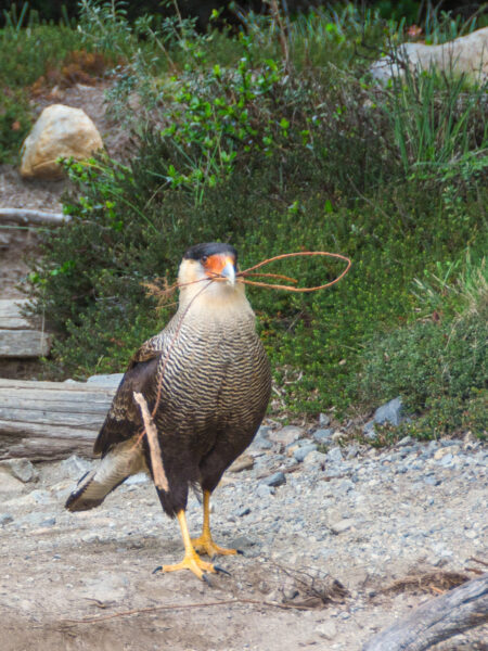 Das Bild zeigt einen Schopfkarakara, einen großen Raubvogel aus Patagonien, der etwas in seinem Schnabel trägt.