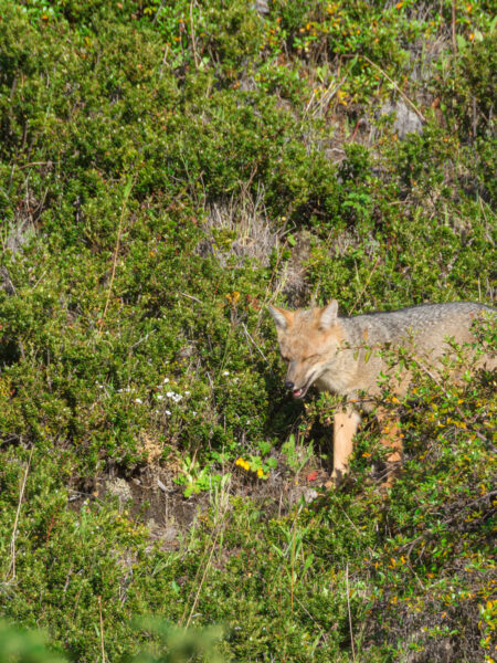 Ein Pampasfuchs steht in der Wiese. Das Foto wurde gemacht, als der Fuchs sich einem Camp von Wanderreisenden in Patagonien genähert hat.