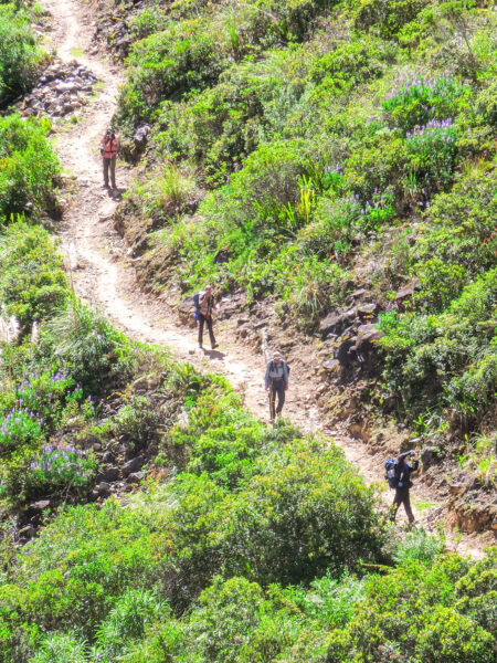 Vier Personen auf Wanderreise mit Weltweitwandern gehen einen Hang in den Anden in Südamerika hinab. Sie sind umgeben von grüner Vegetation, der Pfad ist sicher.