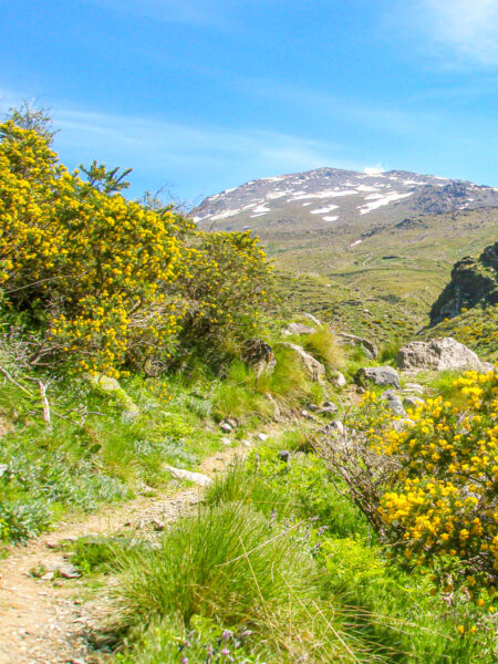 Man sieht einen Wanderweg durch die Sierra Nevada im Süden Spaniens. Zu beiden Seiten des Weges wachsen Büsche mit gelben Blüten.