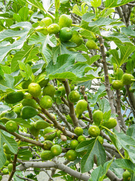 Man sieht einige Früchte an den Ästen eines Feigenbaumes im Süden Spaniens.