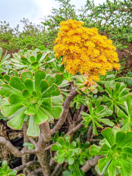 Ein Aeonium arboreum, eine Sukkulentenpflanze mit gelben Blüten, auf la Gomera.