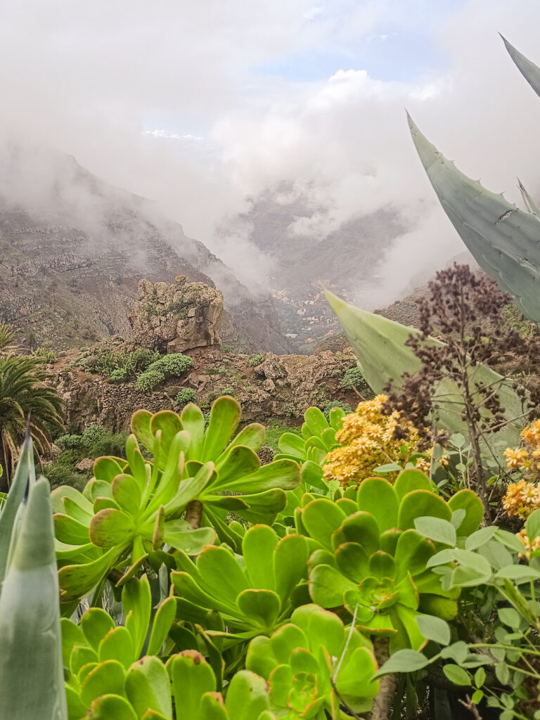 Das Bild zeigt ein Aenium, eine Sukkulente, in ihrer natürlichen Umgebung in einer gebirgigen Region auf der Insel La Gomera in den Kanaren.