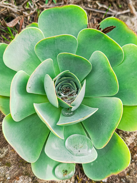 Man sieht die Blätter einer Sukkulete auf La Gomera im kanarischen Archipel.