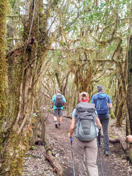 Drei Personen folgen einem Wanderweg durch die sogenannten Nebelwälder auf La Gomera. Sie tragen große Rucksäcke und verwenden Wanderstücke. Rund um sie herum wachsen die typischen Lorbeerbäume der Insel.
