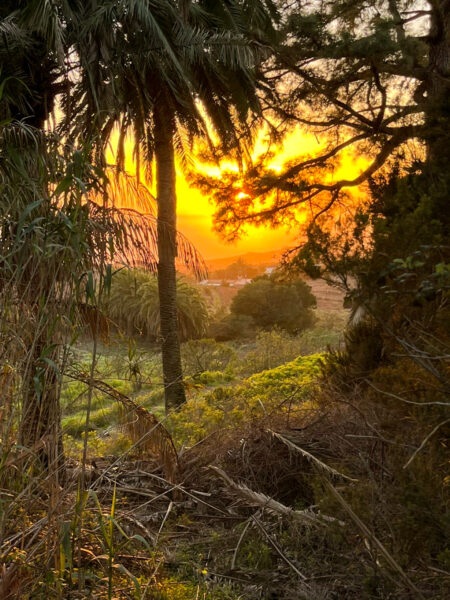 Man sieht die untergehende Sonne durch einen Wald auf La Gomera. Das Orange des Himmel bahnt sich seinen Weg durch das Unterholz.