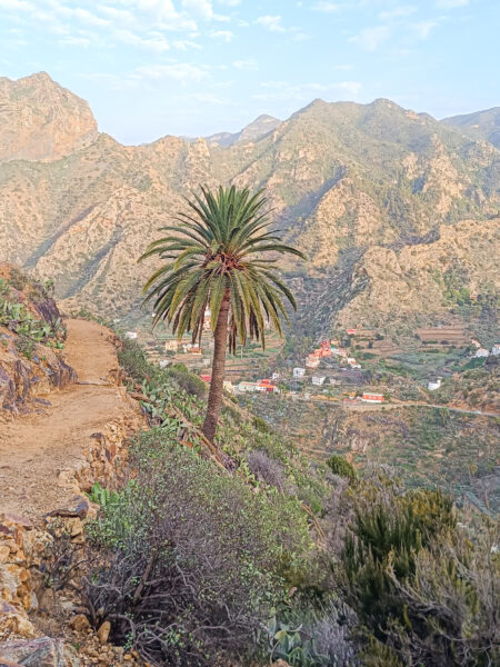 Das Bild zeigt einen Wanderweg auf La Gomera. Neben dem Weg steht eine kanarische Dattelpalm wächst, die den Reisenden mit Weltweitwandern kurze Schatten spenden kann.