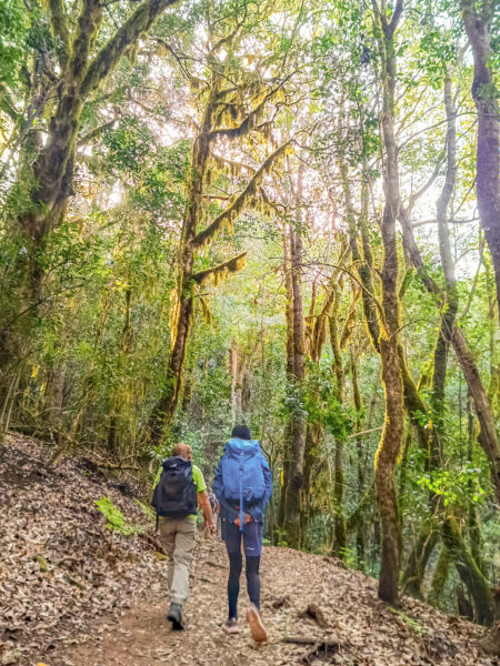 Zwei Personen auf einer Wanderreise folgen einem Pfad durch einen Wald auf La Gomera.