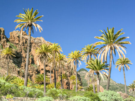 Mehrere kanarische Dattelpalmen ragen vor einer Felswand entlang eines Wanderwegs in den Himmel über La Gomera auf.
