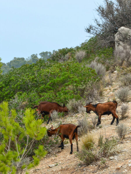 Drei Ziegen stehen an einem Berghang auf Mallorca in der Nähe eines Wanderwegs. Dahinter kann man das Meer erkennen, da das Foto nahe der Küste aufgenommen wurde.