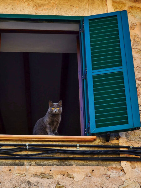 Eine schwarze Katze sitzt in einem offenen Fenster mit blauen Fensterläden und schaut hinunter auf die Wander*innen, die gerade das Foto von ihr gemacht haben.