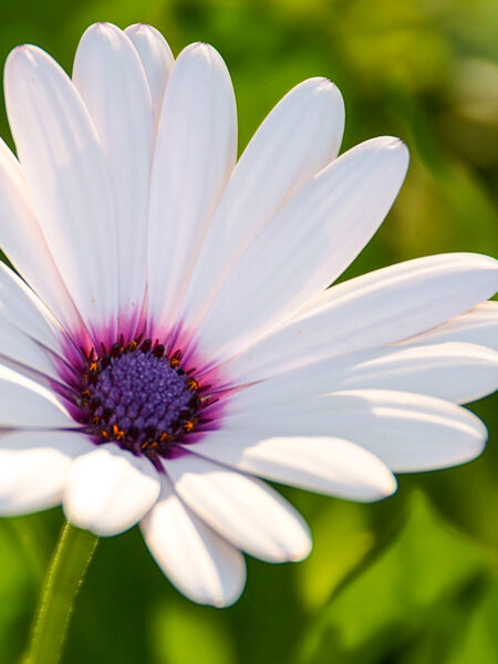 Die Blüte eines Kapkörchens auf Mallorca.