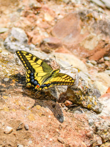 Man sieht einen gelben Schmetterling, genauer einen gemeinen Schwalbenschwanz, auf einem Felsen in der Pyrrenäen-Region im Norden von Spanien.