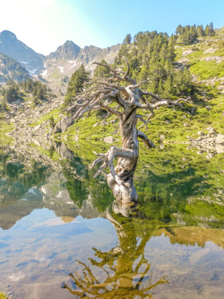 Ein toter Baum ohne Blätter und mit einigen abgebrochenen Ästen ragt aus einem Bergsee heraus. Im Hintergrund sieht mehrere Berge der Pyrenänen im Norden von Spanien, die sich auch im Wasser des Bergesees reflektieren.