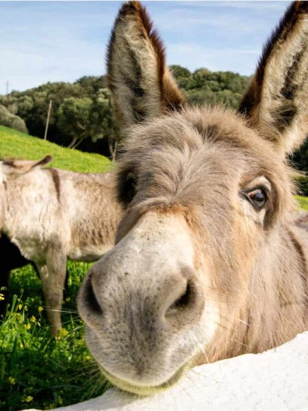 Auf dem Bild sieht man einen Esel auf der spanischen Insel Menorca. Der Esel schaut in die Kamera einer Wanderreisenden, die auf ihrer Wanderung auf der Insel an ihm vorbeigekommen ist.