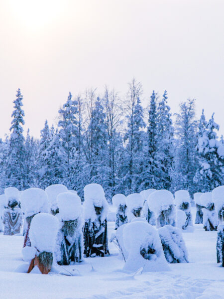 Eine Szene eines schneebedeckten finnischen Waldes. Im Vordergrund sieht man einige Baumstümpfe.