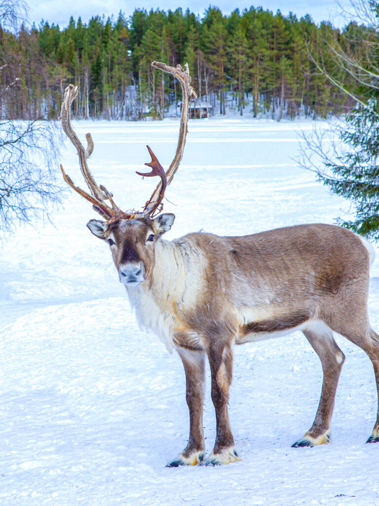 Ein Rentier steht in der wilden Taige von Finnland und schaut vor einem winterlichen Hintergrund in die Kamera.