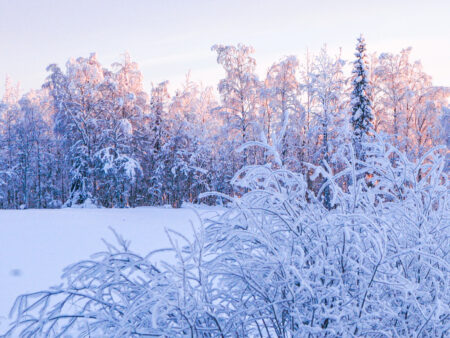 Im Vordergrund der Winterlandschaft sieht man einen mit Frost überzogenen Strauch. Im Hintergrund befindet sich ein Wald der finnischen Taiga, der zum Schneeschuhwandern durch die Region einlädt.