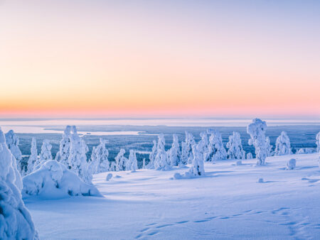 Man sieht den Sonnenaufgang im winterlichen Finnland. Im Vordergrund stehen mehrere schneebedeckte Bäume, die zum Schneeschuhwandern durch die Region einladen.