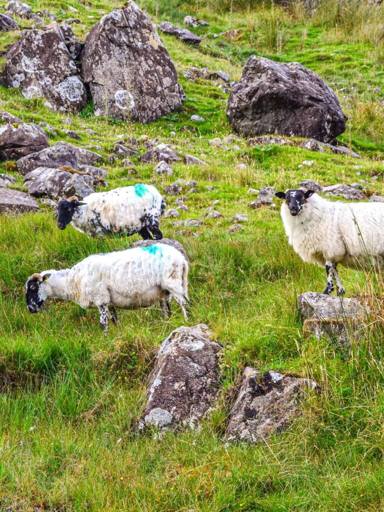 Man sieht drei Schafe auf einer Weide in Connemara in Irland.