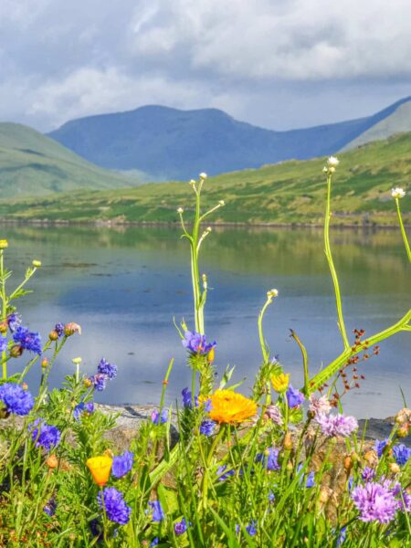 Man sieht mehrere Blumen im Vordergrund des Bildes vor einem Hintergrund, der einen See in Irland und einen Berg in der Ferne erkennen lässt.