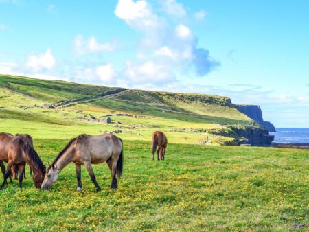 Eine kleine Herde an Pferden grast gerade auf einer Wiese in der Nähe von irischen Klippen.