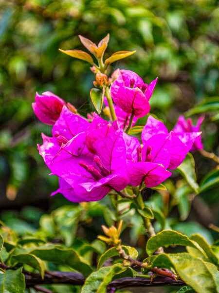 Eine Bougainvillea, auch bekannt als Drillingsblume, in Ligurien.