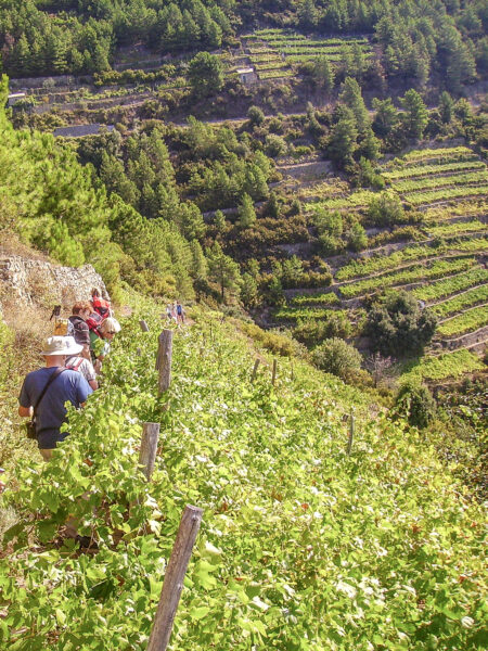 Eine kleine Gruppe auf Wanderreise folgt einem Weg durch die Weinberge über Volastra.