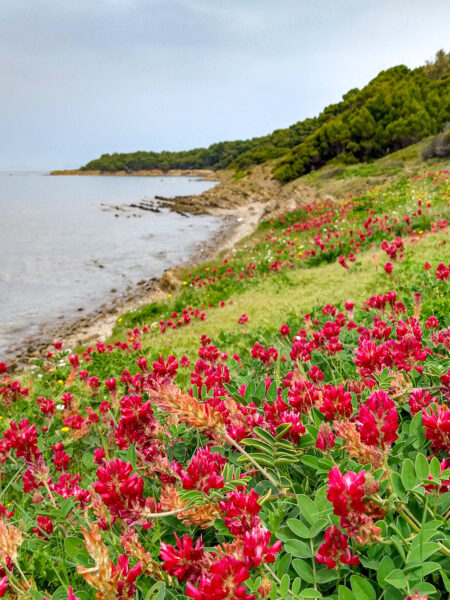 Man sieht einen kleineren, versteckten Sandstrand, der zu einem Badetag auf einer Wanderreise einlädt, im Vordergrund jedoch lassen sich bunte Blumen erkennen.