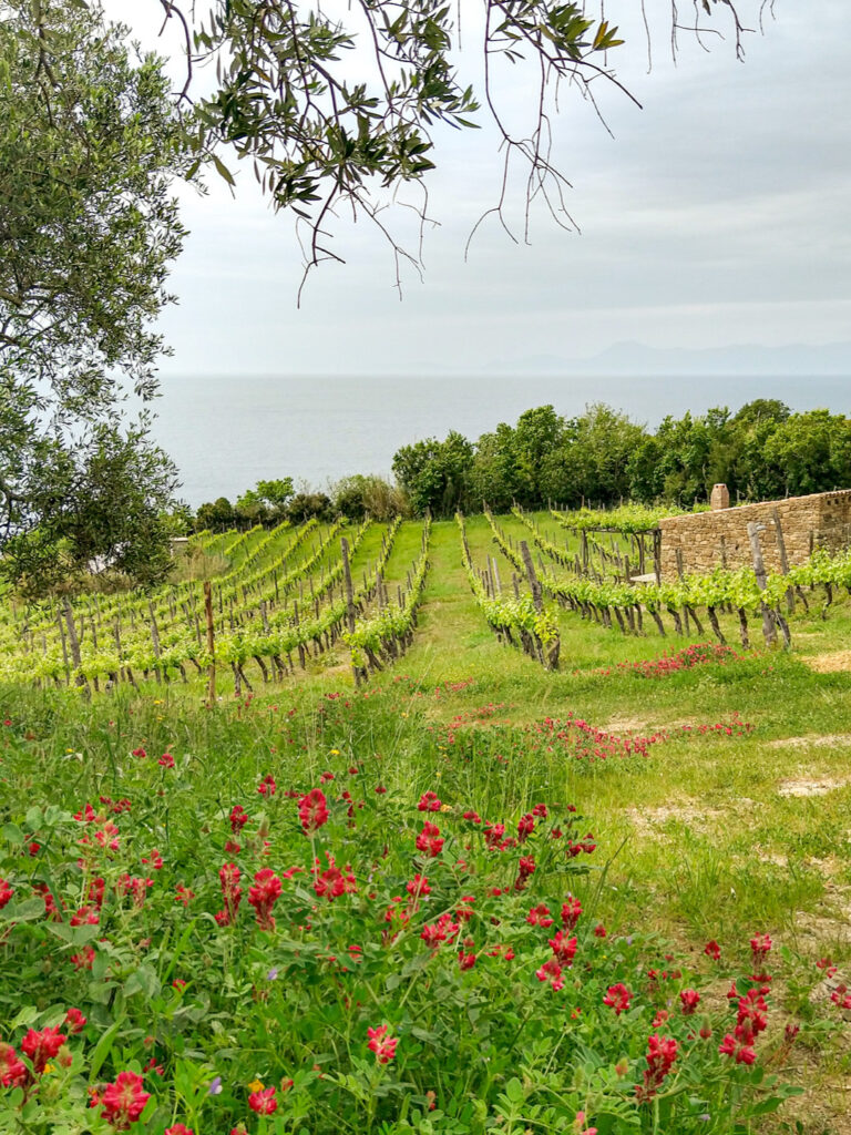 Man sieht Weinstöcke in einem kleinen Weingarten einer Winzerei im Cilento in Italien. Dahinter lässt sich das Meer erkennen.