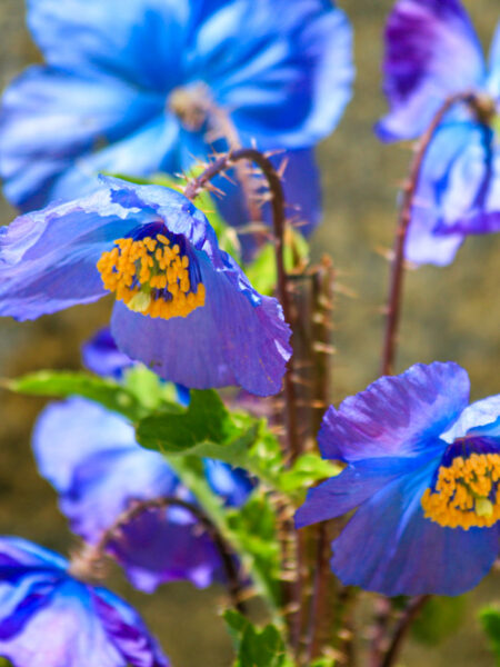 Man sieht eine Blume bekannt als Scheinmohn oder Himalaya-Mohn, der im Industal in Ladakh im Norden von Indien wächst.