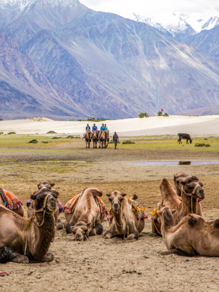 Im Vordergrund liegen mehrere Kamele am Boden des Industals. Im Hintergrund sieht man eine kleine Reisegruppe in den Satteln weiterer Tiere, die sich auf die rastenden Tiere zubewegegt. Hinter ihnen kann man die Berglandschaft des Industals erkennen.