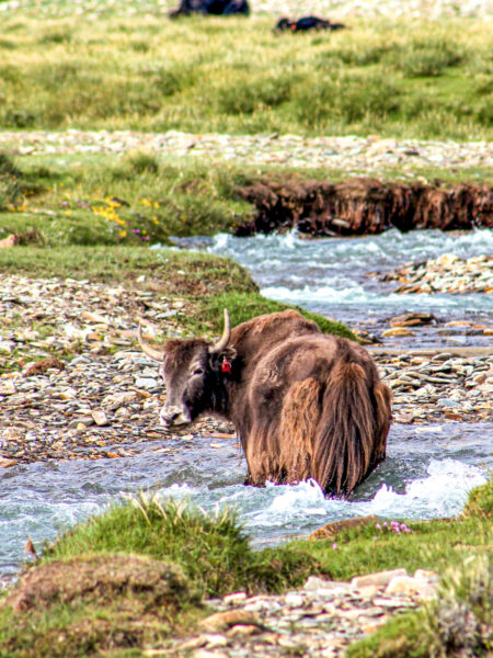 Eine Kuh steht im Wasser eine schmalen Flusses im Industals und schaut zurück zu der Person, die das Foto auf ihrer Wanderreise durch Ladakh aufgenommen hat.