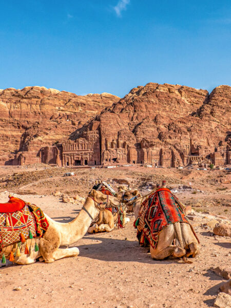Zwei Kamele liegen auf dem Boden. Hinter ihnen sieht man Teile von Petra.