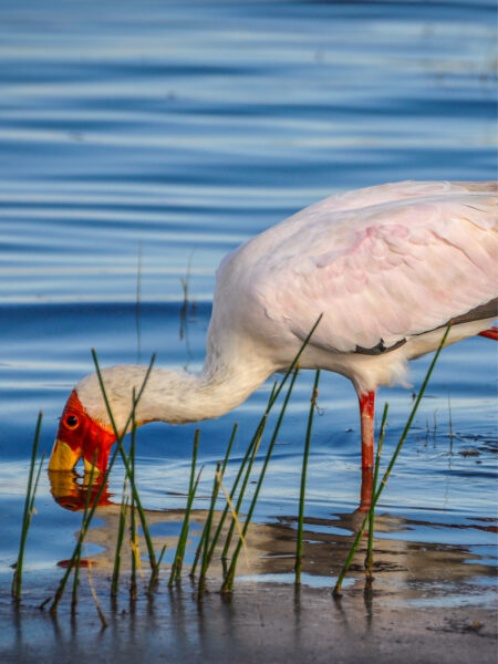 Ein Nimmersatt, oder Gelbschnabelstorch, steht im Wasser des Lake Nakuru und trinkt entweder gerade, oder sucht in den Fluten nach Essen.