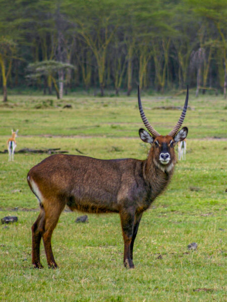Ein Defassa-Wasserbock steht auf einer Wiese im Nakuru-Nationalpark und schaut in die Richtung der Wanderreisenden, die auf einer Safari das Foto von ihm gemacht hat.