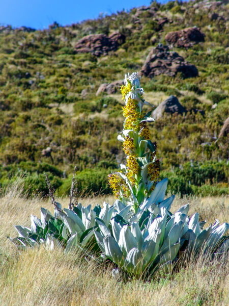Wir sehen eine Königskerze, eine Pflanze mit eine langen gelb-blättrigen Stamm, auf dem Weg zum Gipfel des Mount Kenya.
