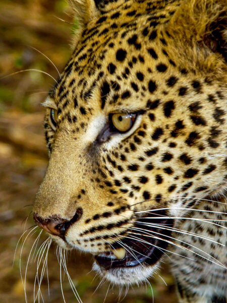 Eine Nahaufnahme eines Leoparden im Samburu-Nationalpark. Die Raubkatze scheint auf dem Bild zu knurren.