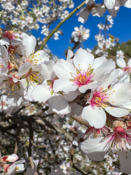 Die Blüten eines Mandelbaumes in Marokko vor einem strahlenden blauen Himmel.