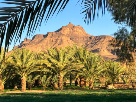 Eine Oase oder Palmenhain in Marokko. Im Vordergrund hängt ein Palmwedel ins Bild, im Hintergrund erhebt sich ein größerer steinerner Berg in den Himmel.