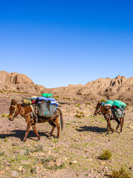 Zwei der Packtiere einer Gruppe von Wanderreisenden gehen durch das Jebel Sarhro Gebirge in Marokko. Sie tragen das Gepäck der Reisenden einer Wanderreise mit Weltweitwandern.