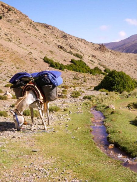 Ein Packesel einer Weltweitwandern-Reise grast neben einem schmalen Bach im Hohen Atlas in Marokko.