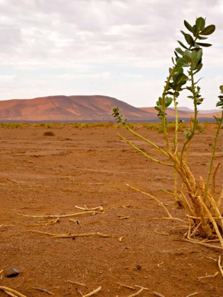 Auf dem Bild sieht man eine Wüstenszene aus Marokko. Im Vordergrund wächst eine Pflanze, womöglich am Rande einer Oase. Der Hintergrund verliert sich im Bild, in weiter Ferne ragt ein einsamer Berg auf.
