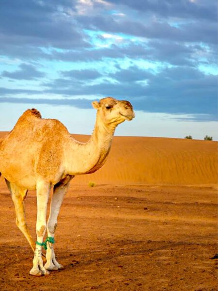 Auf dem Bild sieht man ein Dromedar in Marokko. Das Tief scheint in die Kamera des lokalen Guides von Weltweitwandern zu lächeln. Es ist Abend im Bild, tagsüber würde es als Gepäcktier genutzt werden.