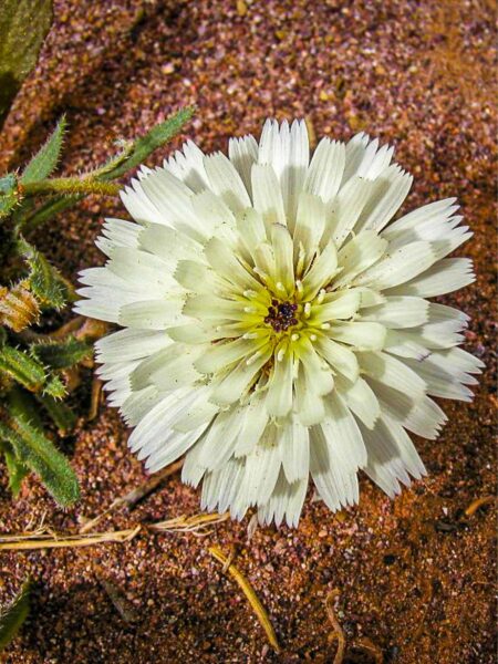 Auf dem Bild sehen wir eine Wüstenblume, die in der Wüste Marokkos entlang eines der Pfade auf einer Trekkingreise mit Weltweitwandern geblüht hat.