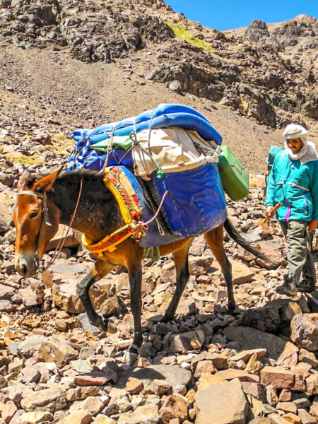 Ein Maultier und ein lokaler marokkanischer Guide gehen einen Hang in der Toubkalregion hinab.